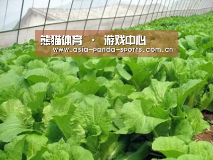 种植基地一
