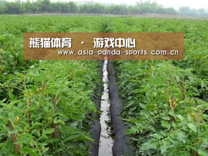 种植基地三